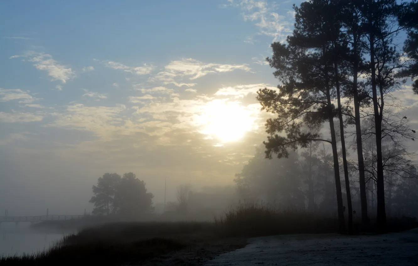 Фото обои деревья, туман, река, утро