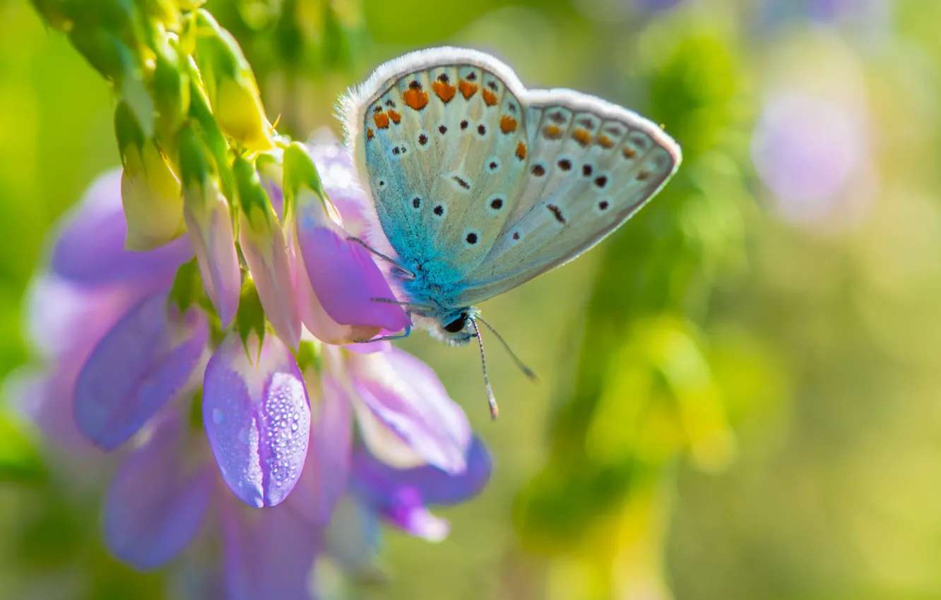 Фото обои цветок, фиолетовый, макро, фон, бабочка