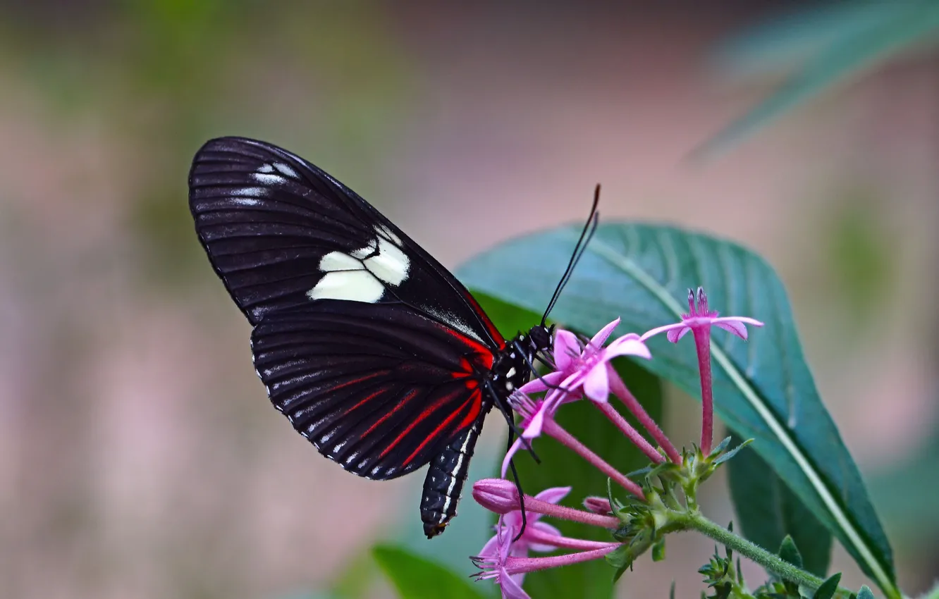 Фото обои цветок, лето, бабочка, butterfly, animal