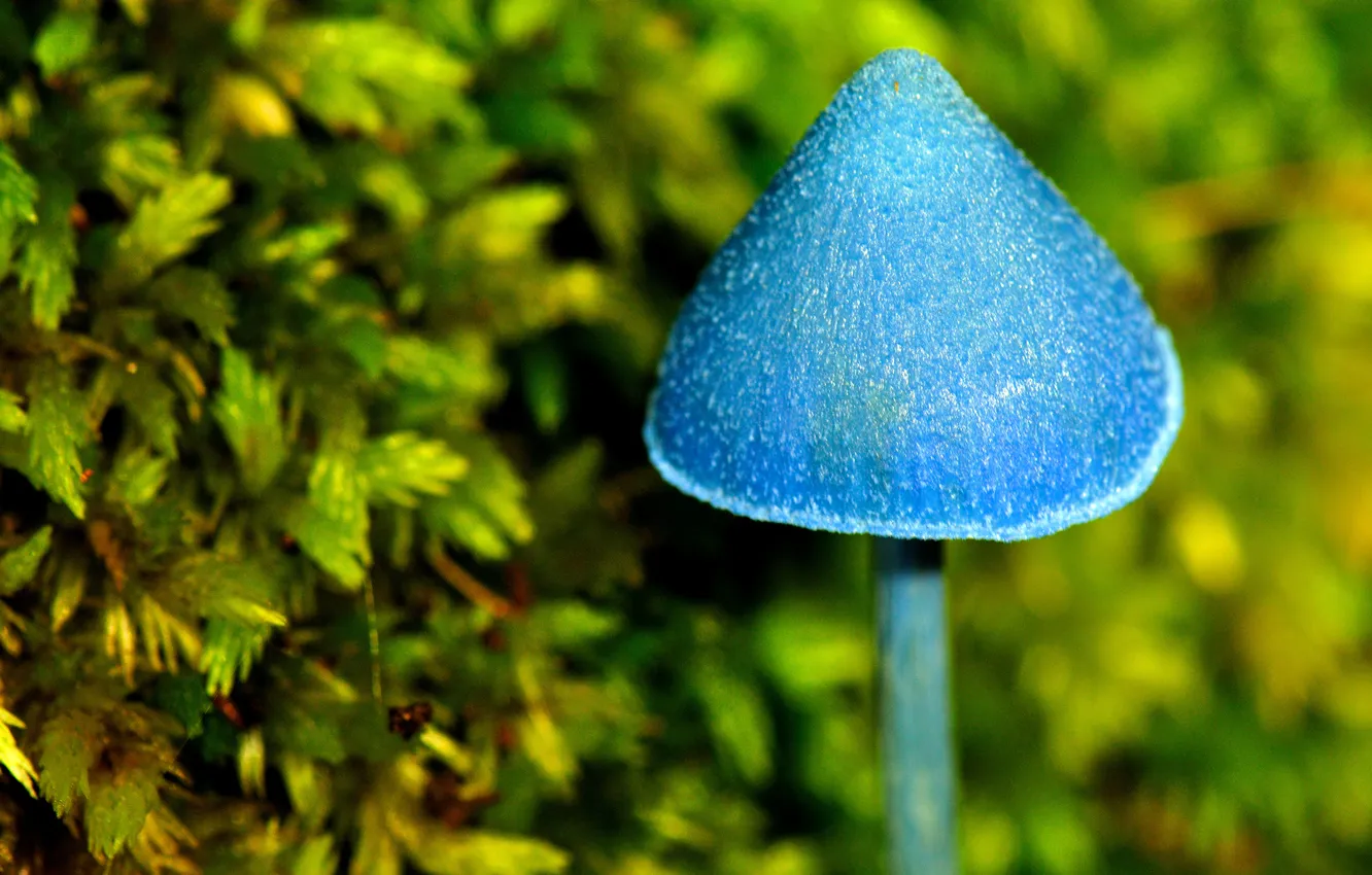 Фото обои макро, синий, голубой, гриб, магический, грибочек