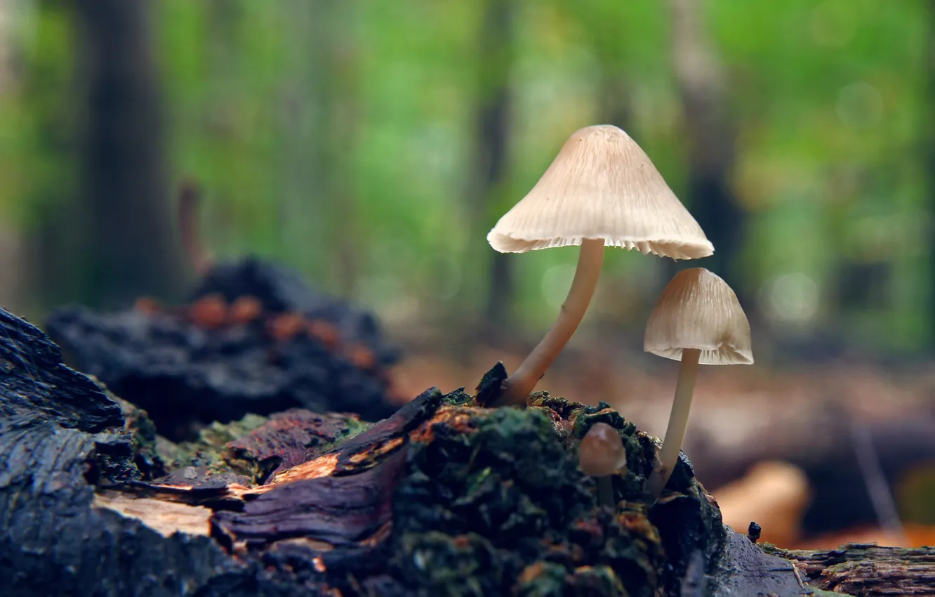 Фото обои фон, грибы, размытость, пенек