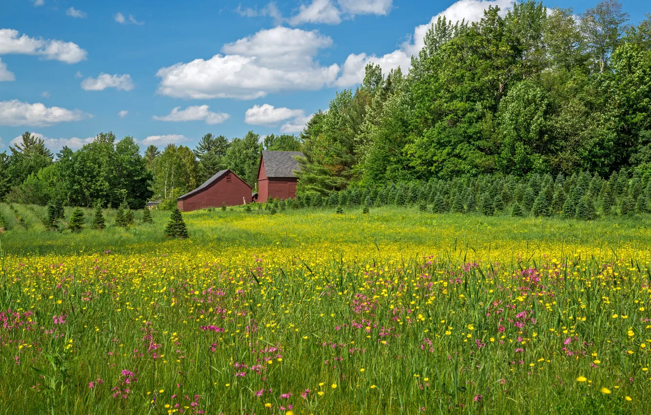 Фото обои деревья, цветы, дома, луг, Нью-Гэмпшир, New Hampshire, Вифлеем, Bethlehem