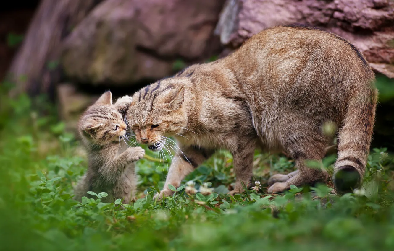 Фото обои котёнок, дикая кошка, материнство