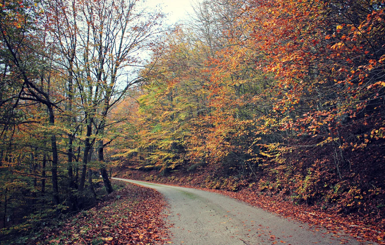 Фото обои дорога, лес, листья, деревья