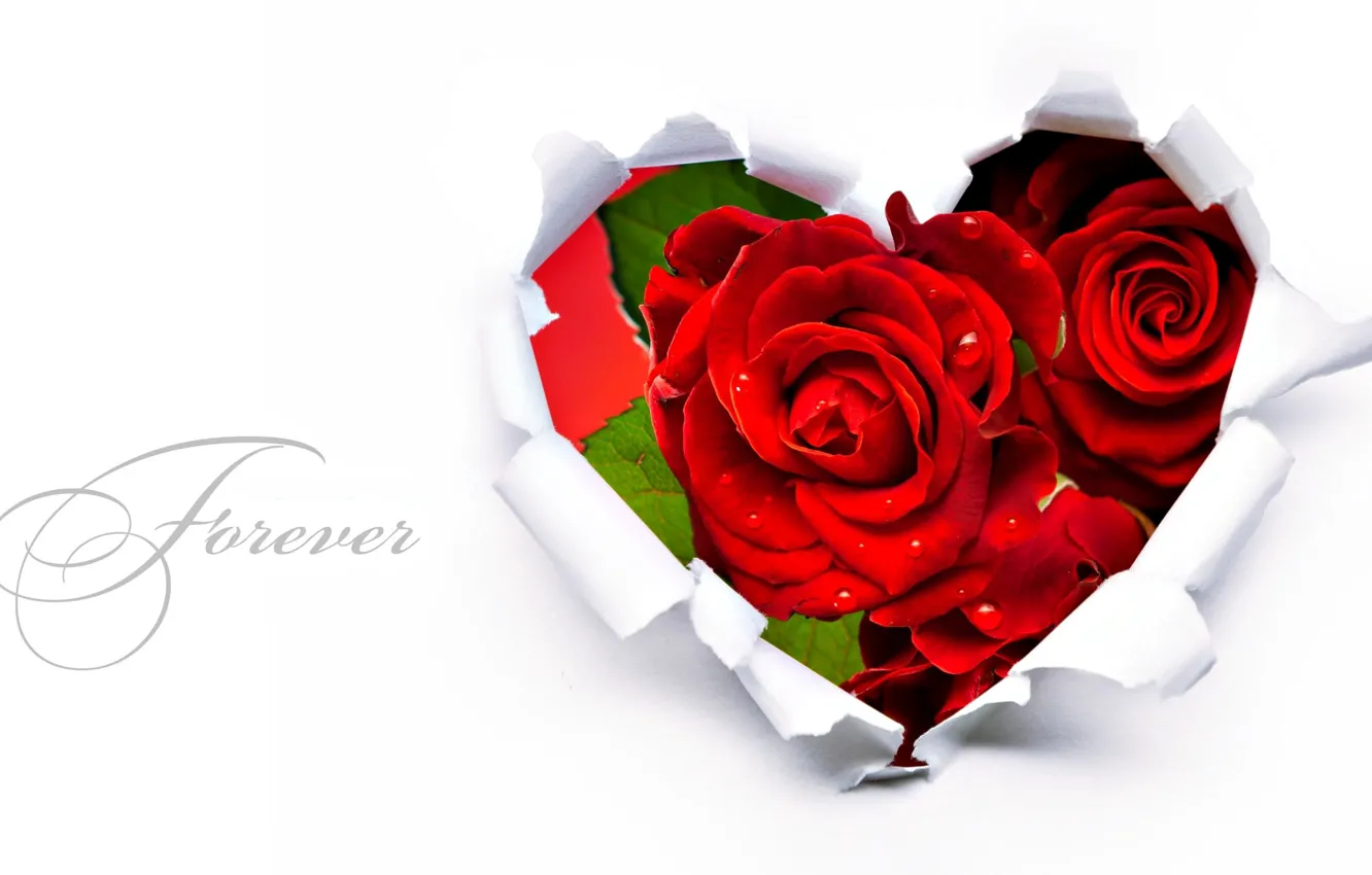 Фото обои цветы, красный, сердце, розы, forever