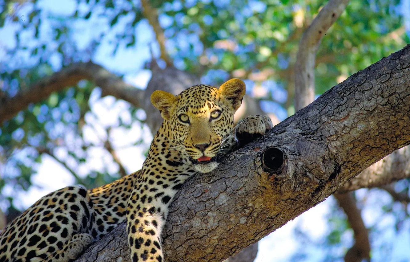 Фото обои усы, морда, Леопард, лежит, дикая кошка, на дереве, смотрит, пятнистый