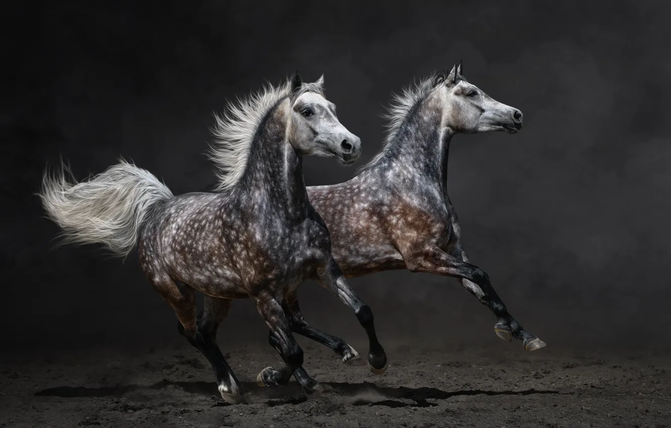 Фото обои конь, лошадь, пыль, бег, пара