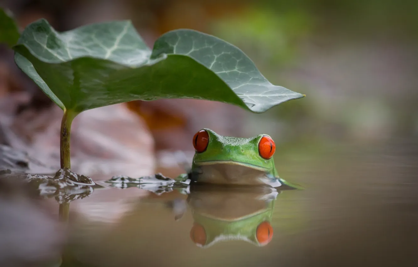 Фото обои вода, лист, интерес, озеро, лягушка, купание, зеленая, красные глаза