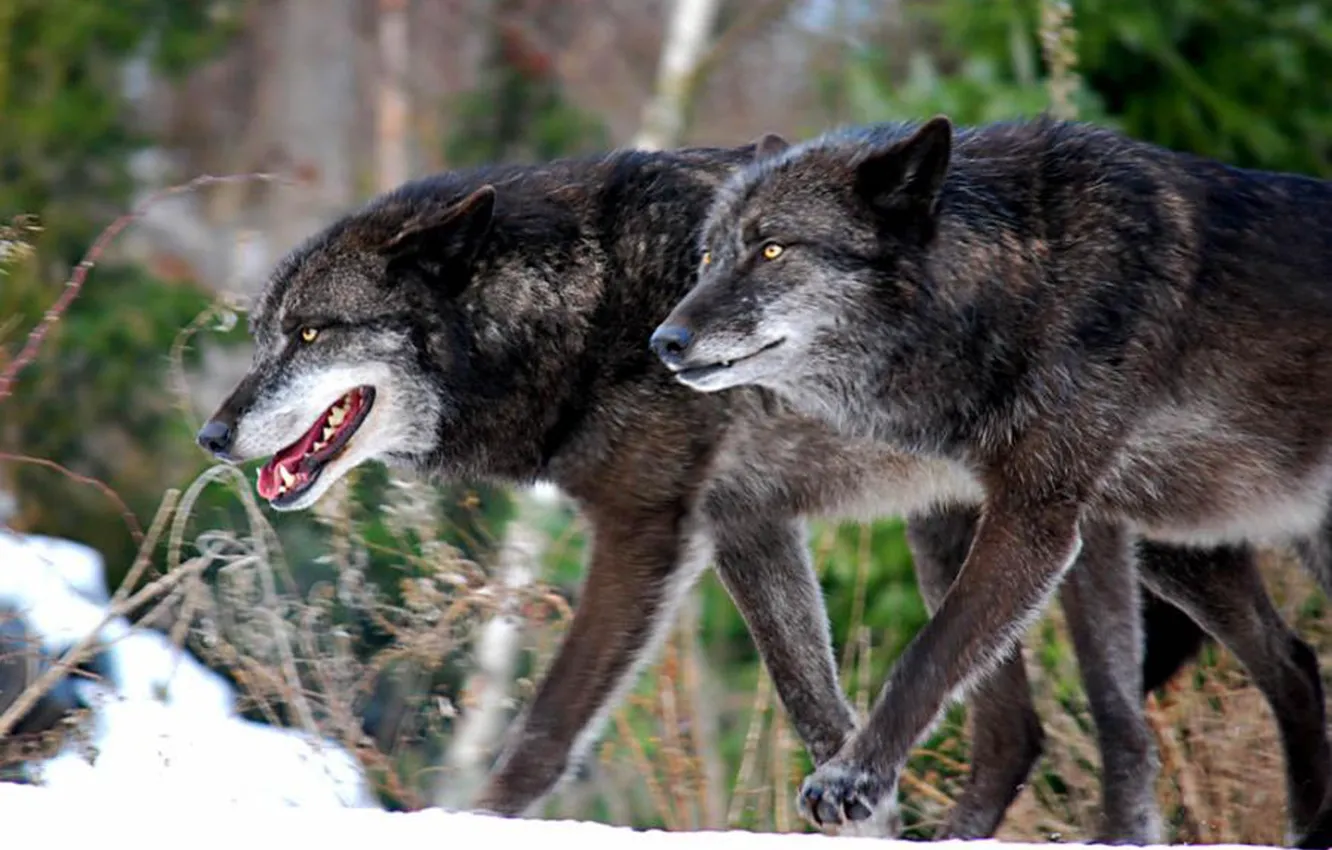 Фото обои nature, predator, animal, wolf, wildlife, portrait, portrait., Canis lupus. face