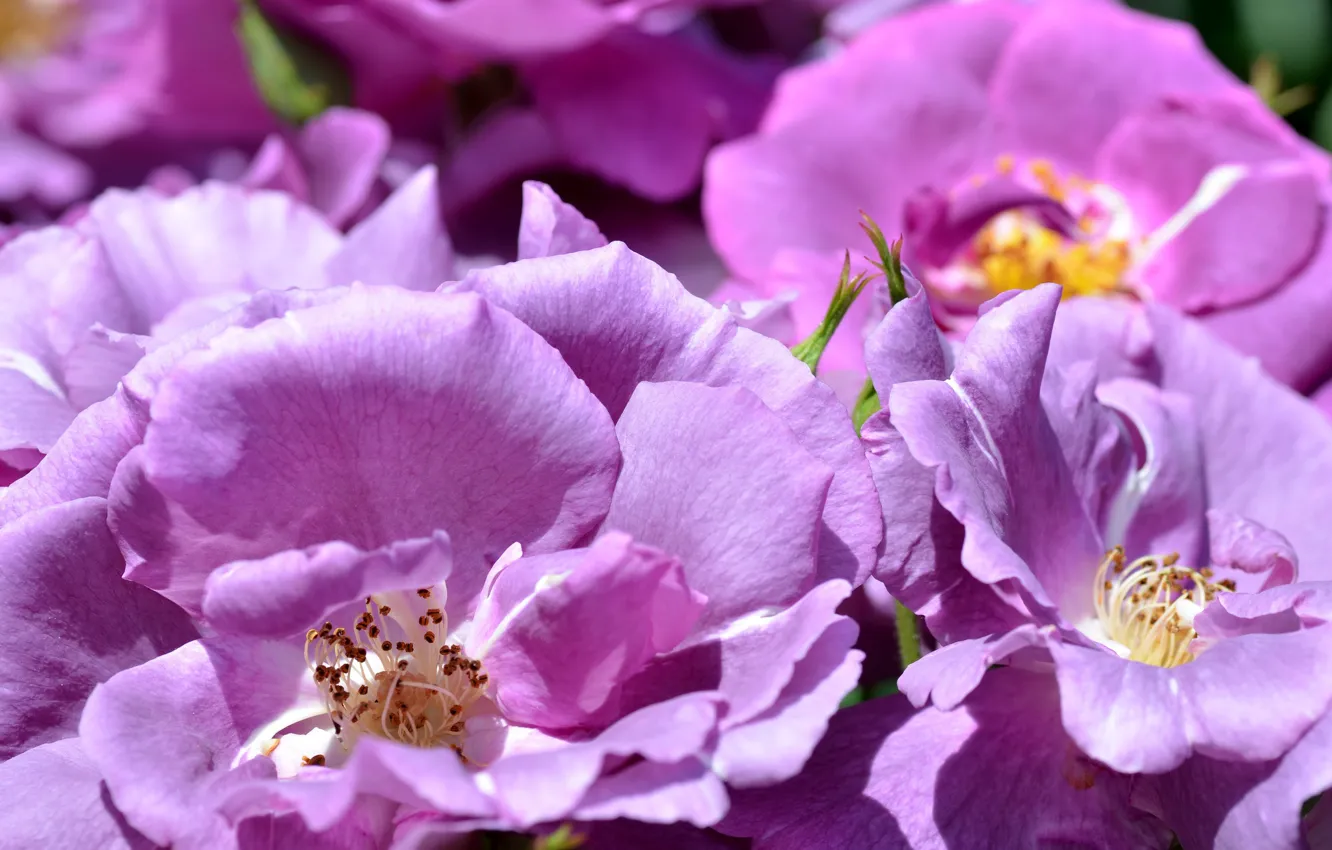 Фото обои фиолетовый, розы, лепестки