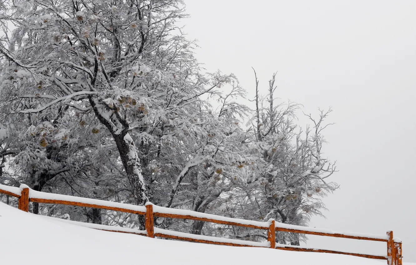 Фото обои снег, природа, дерево, забор