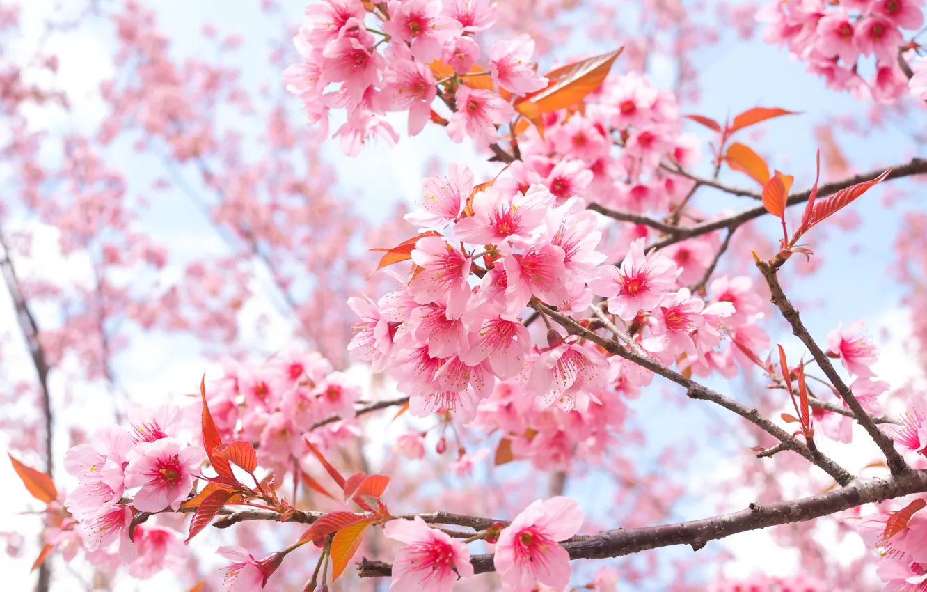 Фото обои ветки, весна, сакура, цветение, pink, blossom, sakura, cherry