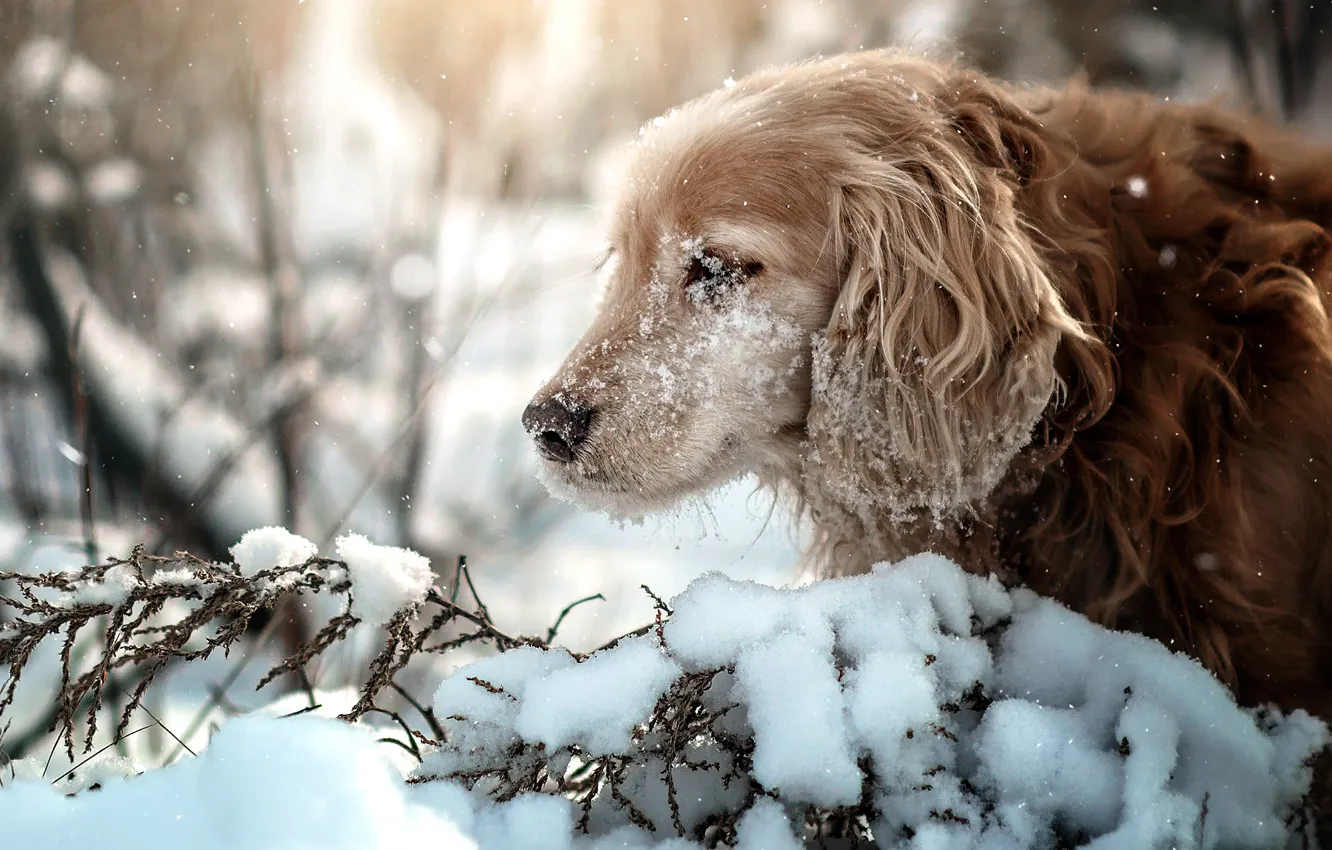 Фото обои зима, снег, ветки, природа, животное, собака, профиль, пёс