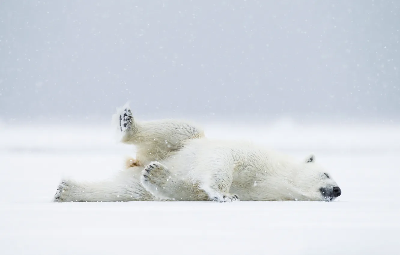 Фото обои снег, медведь, Норвегия, белый мишка