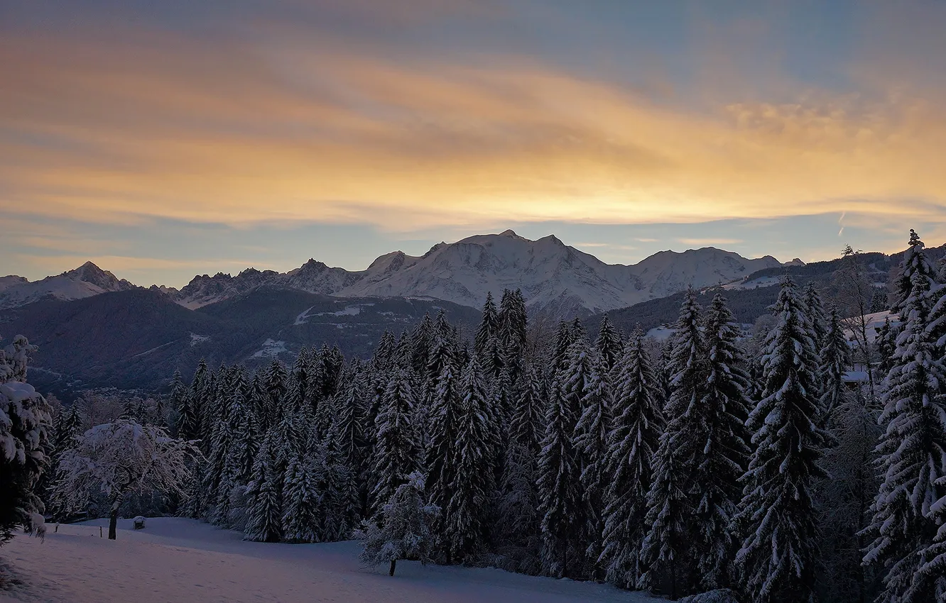 Фото обои winter, snow, tree, mont-blanc