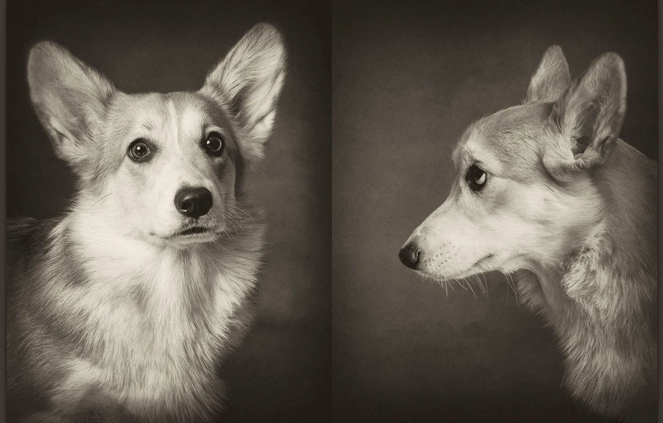 Фото обои Dogs, corgi, pembrok3