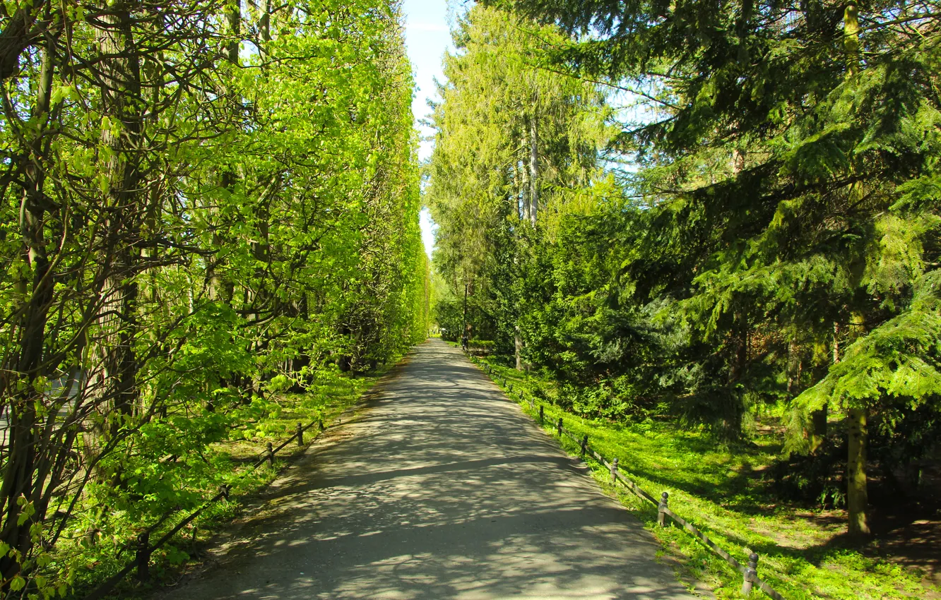 Фото обои green, trees, park, alley
