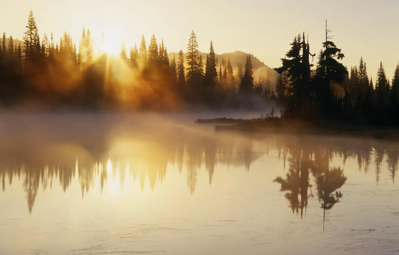 Фото обои деревья, туман, река, рассвет