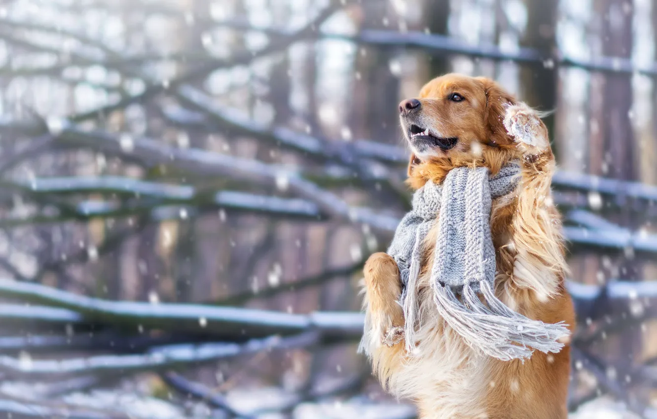 Фото обои зима, снег, настроение, собака, шарф, стойка