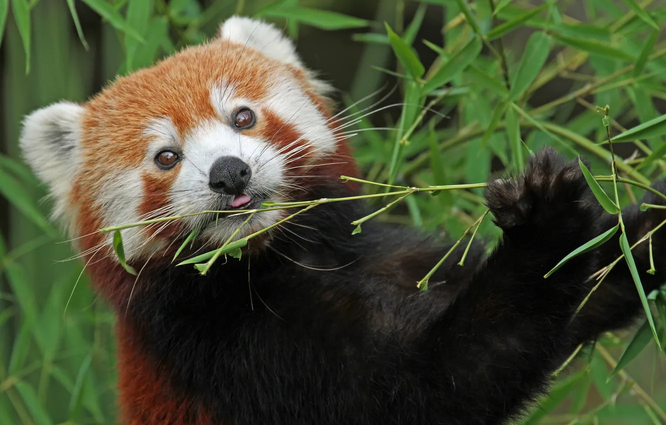 Фото обои бамбук, красная панда, firefox, малая панда
