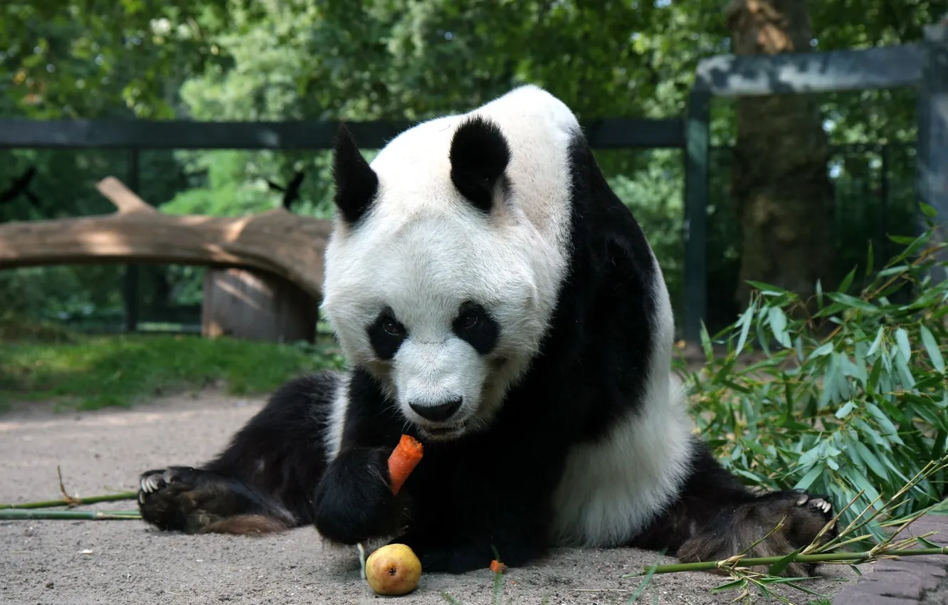 Фото обои морковка, медведь, панда, груша, сидит, ест