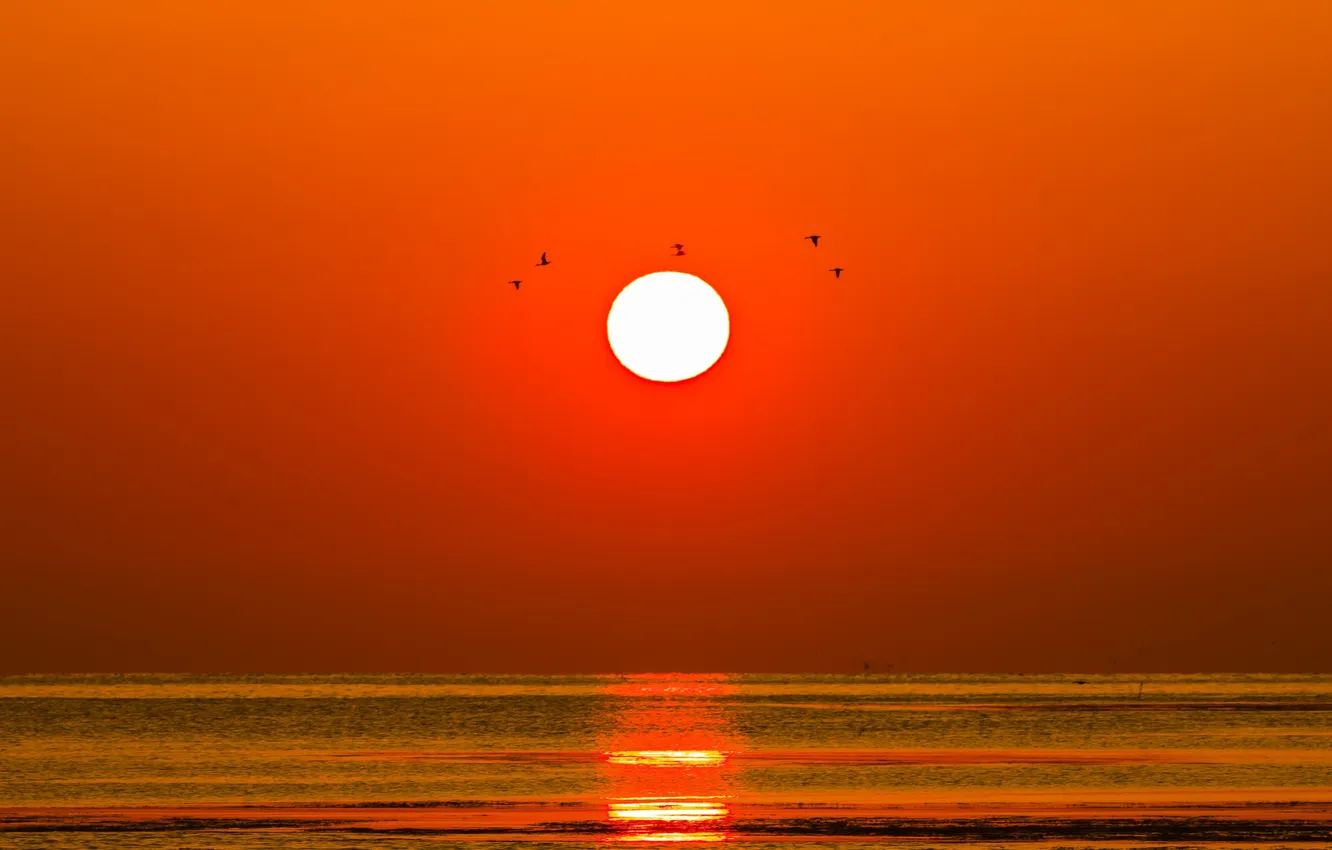 Фото обои море, солнце, закат, птицы