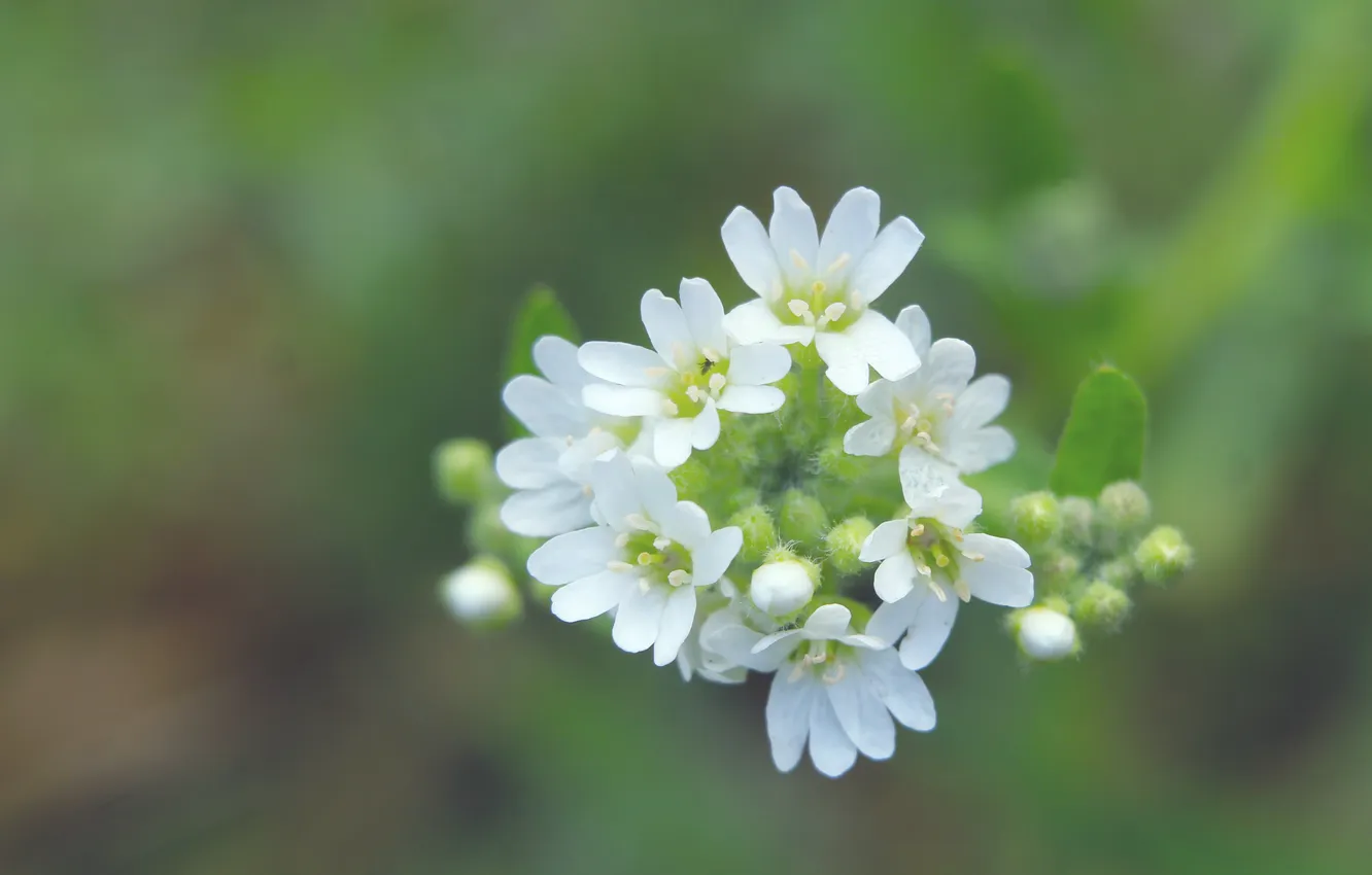 Фото обои white, flower, blooming