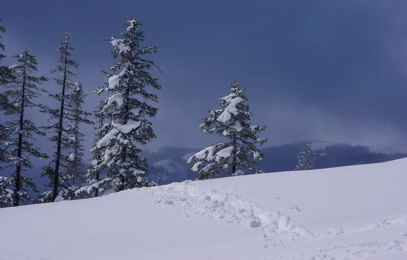 Фото обои зима, снег, деревья, Россия, Хабаровский край