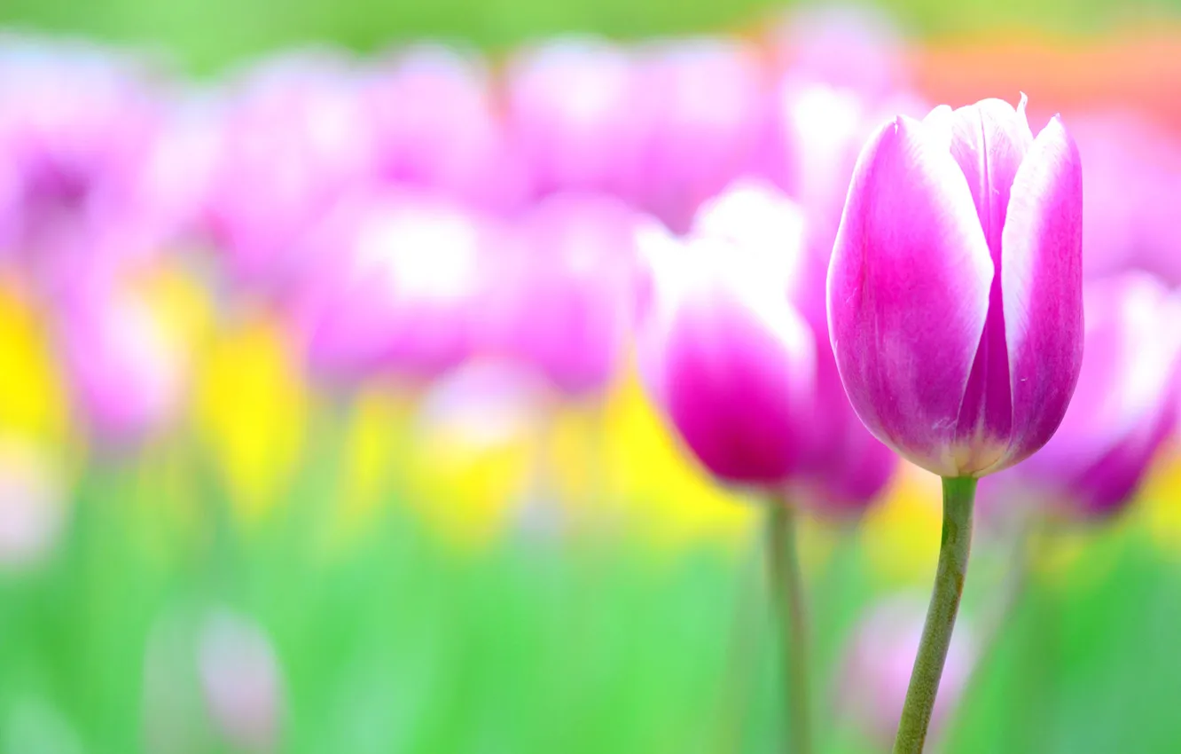Фото обои цветы, розовый, тюльпан, размытость, тюльпаны, клумба
