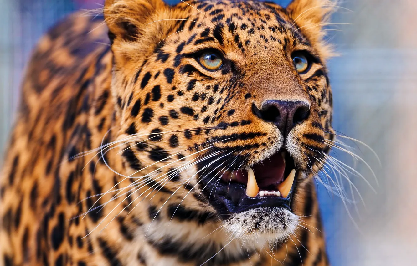 Фото обои морда, леопард, стоит, leopard, смотрит вверх