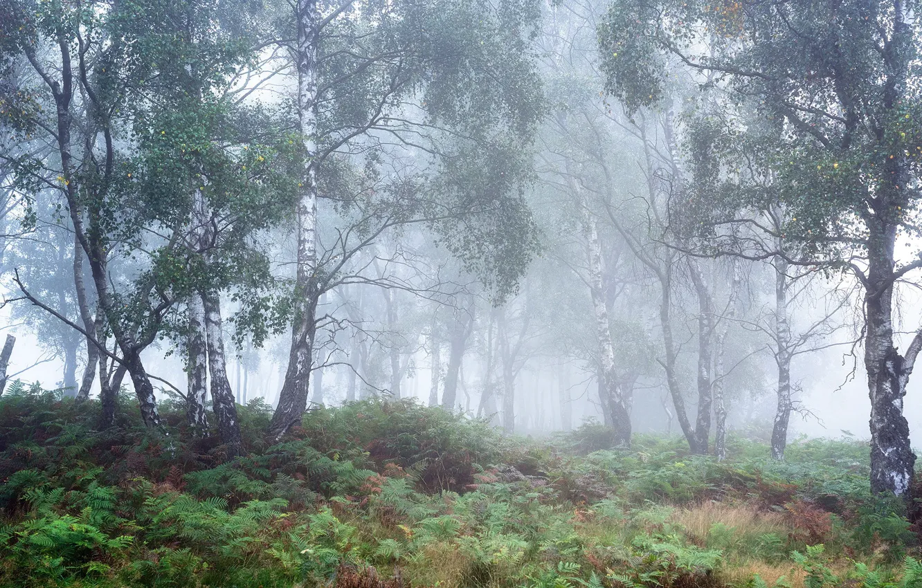 Фото обои осень, лес, туман