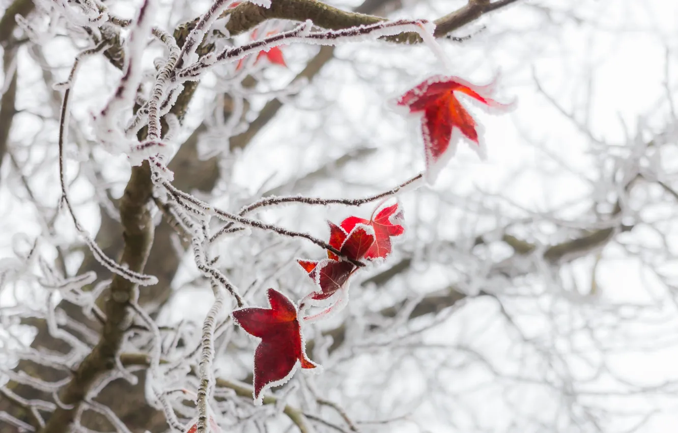 Фото обои зима, иней, макро, листва, красная