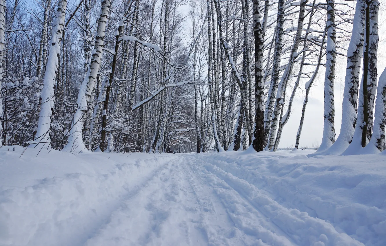 Фото обои зима, лес, снег, природа, Пейзаж, берёзы