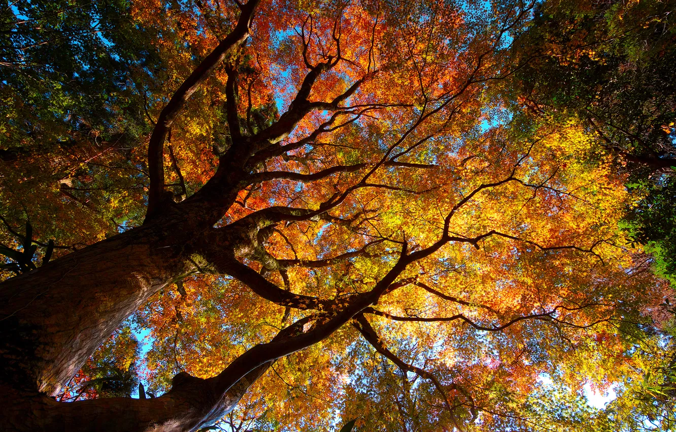 Фото обои осень, деревья, природа, листва, кроны