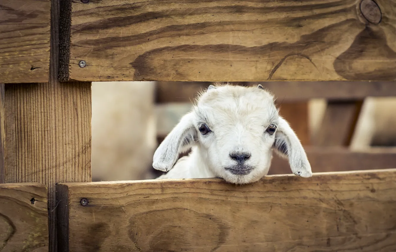 Фото обои sheep, Morocco, Zoo de Temara, A Lucky Lamb, Rabat