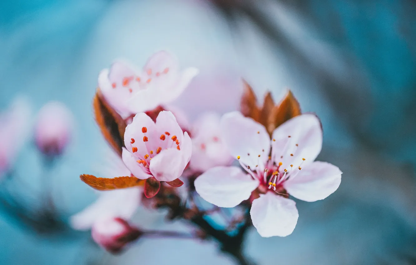 Фото обои макро, вишня, фон, весна, цветение, цветки, ветка вишни