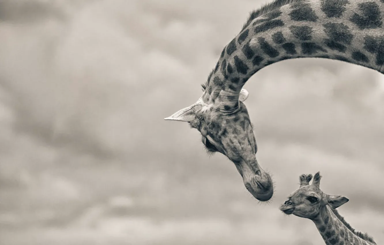 Фото обои wallpaper, photography, animal, baby, giraffe, wildlife