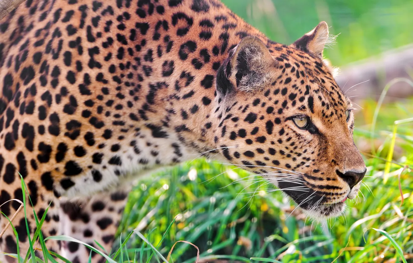 Фото обои трава, леопард, профиль, стоит, наблюдает, внимательно
