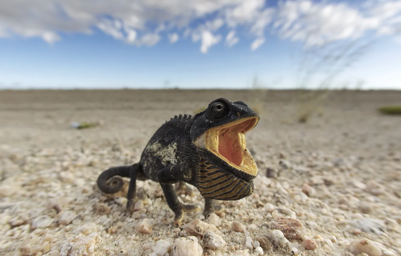 Фото обои Namibia, Chamaeleo Namaquensis, Chameleon, Namib-Naukluft, Namib Desert