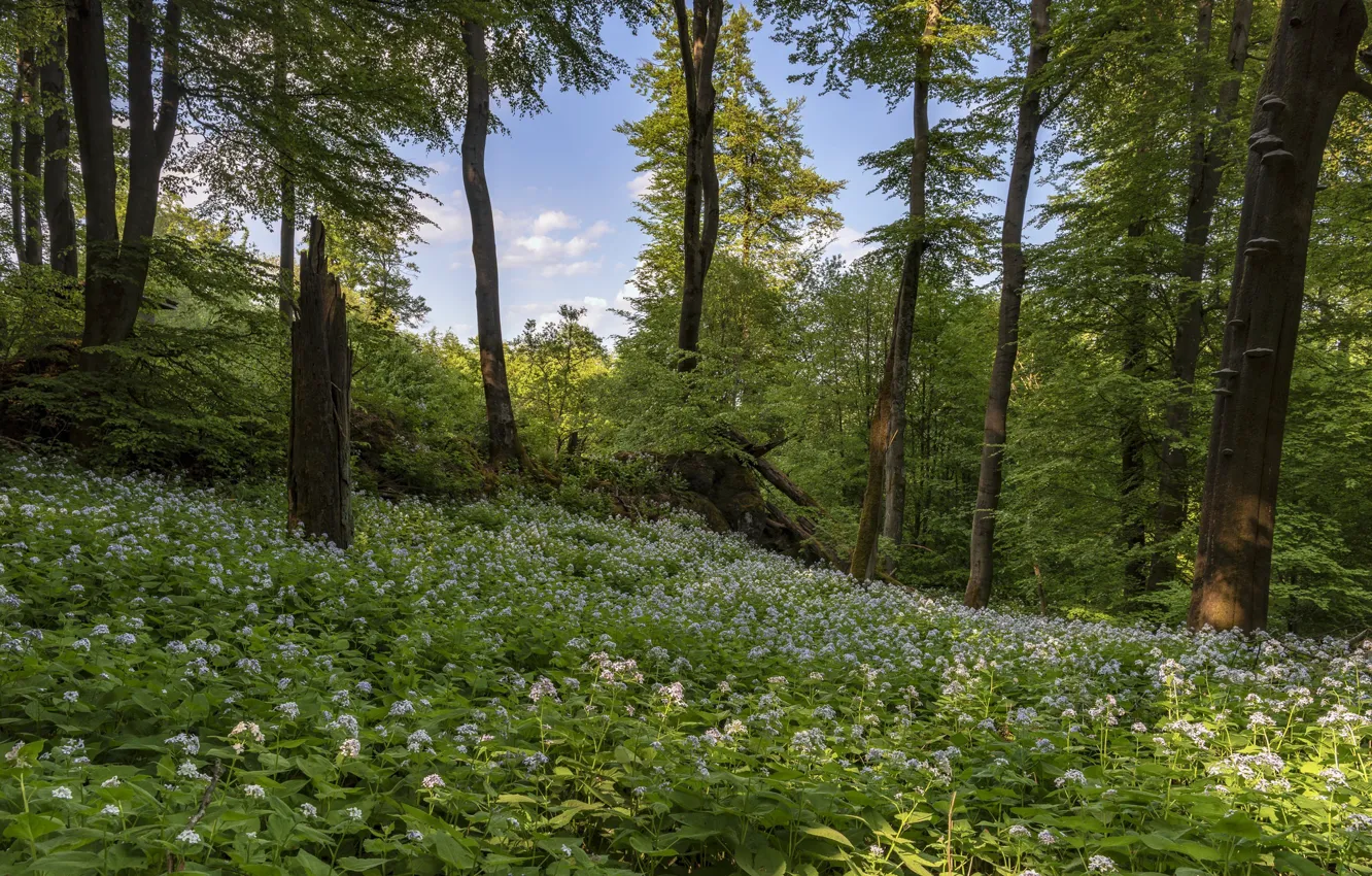 Фото обои лес, весна, Германия
