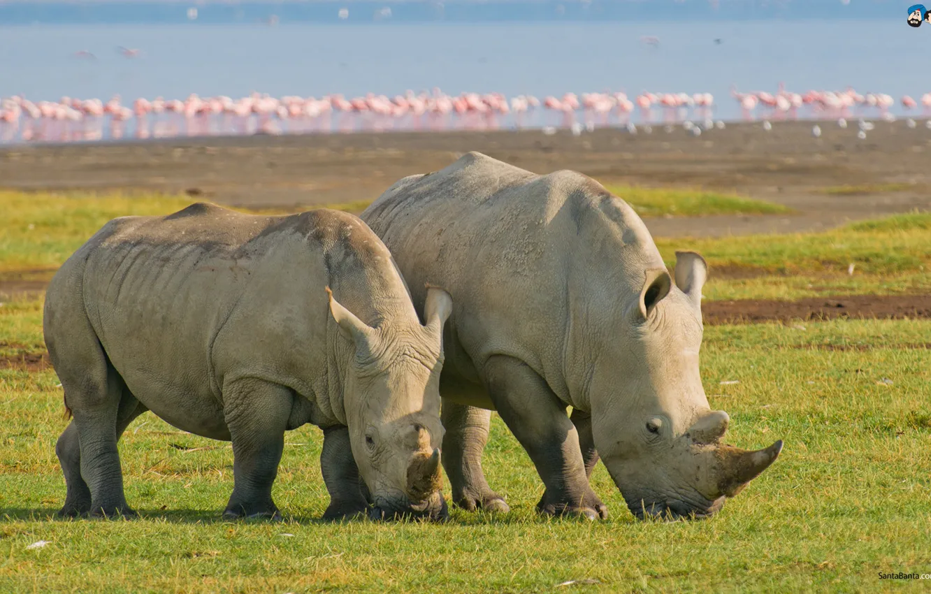 Фото обои Indian, Rhino, Great