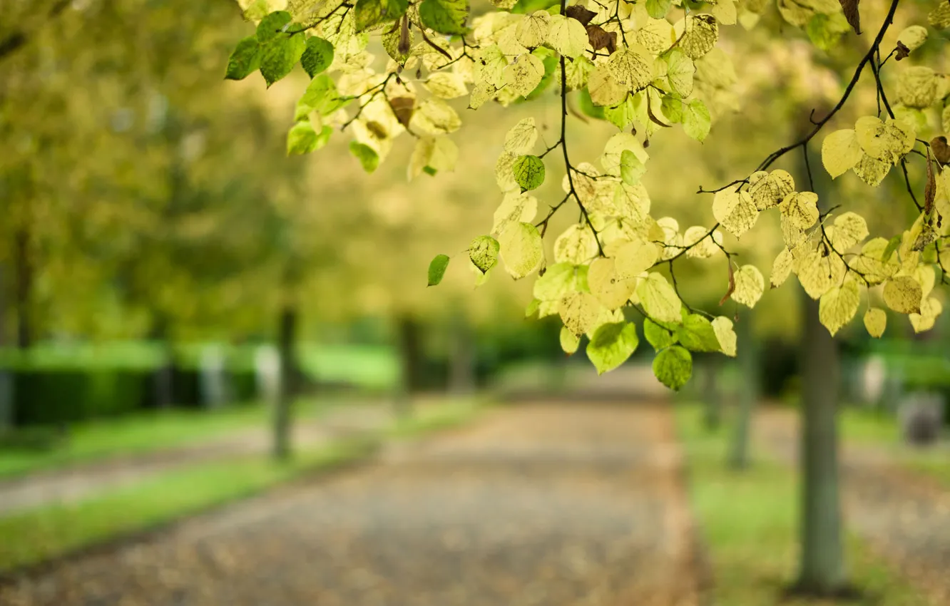 Фото обои дорога, осень, листья, макро, парк, дерево, ветка, размытость