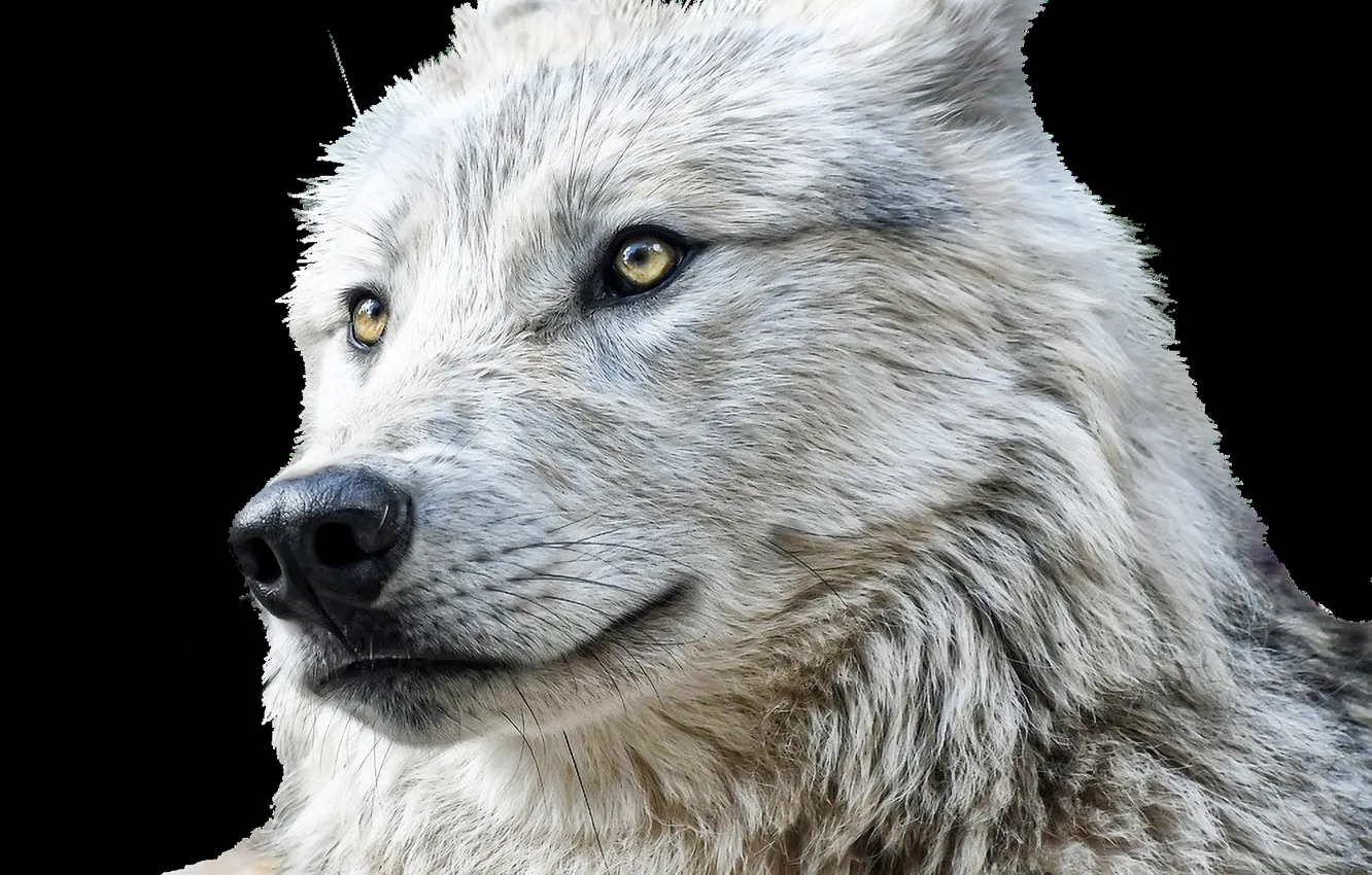 Фото обои fantasy, nature, art, snow, predator, face, animal, wolf
