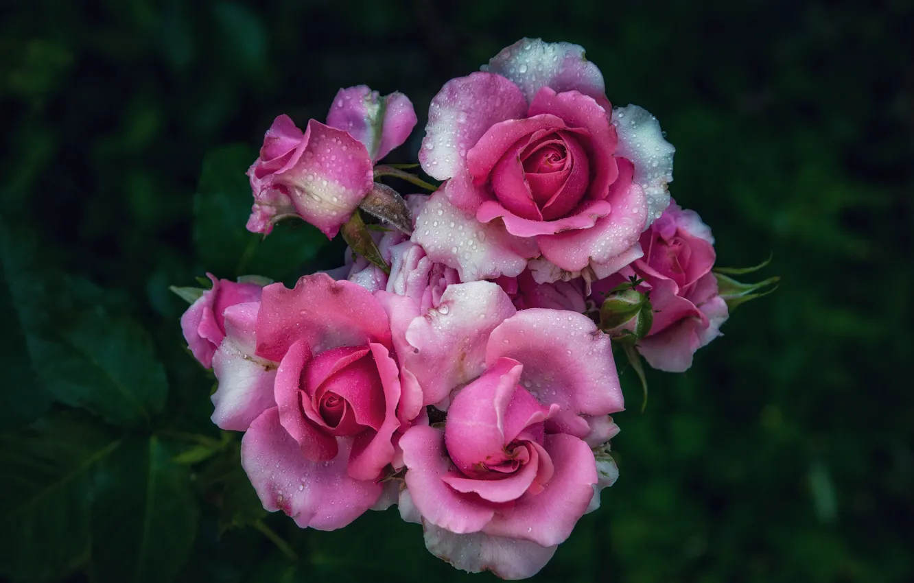 Фото обои листья, капли, цветы, темный фон, розы, розовые, розовый куст