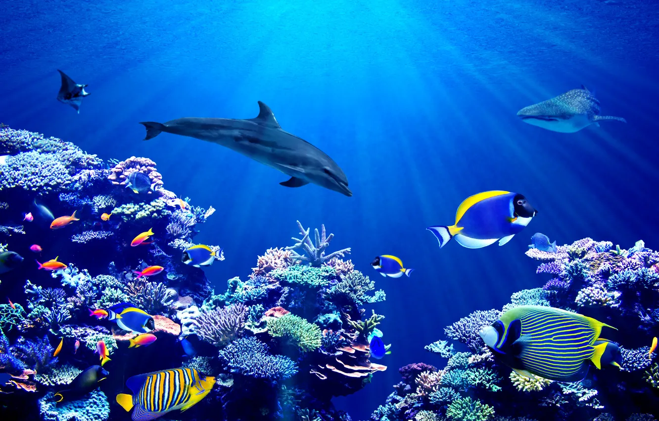 Фото обои background, animal, australia, aquarium, banner, aquatic, angelfish