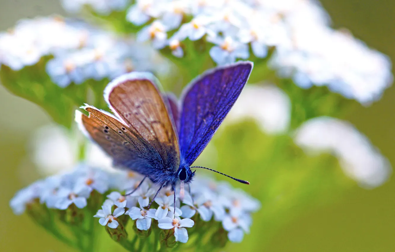 Фото обои белый, цветок, макро, зеленый, бабочка, растение, синяя, голубая