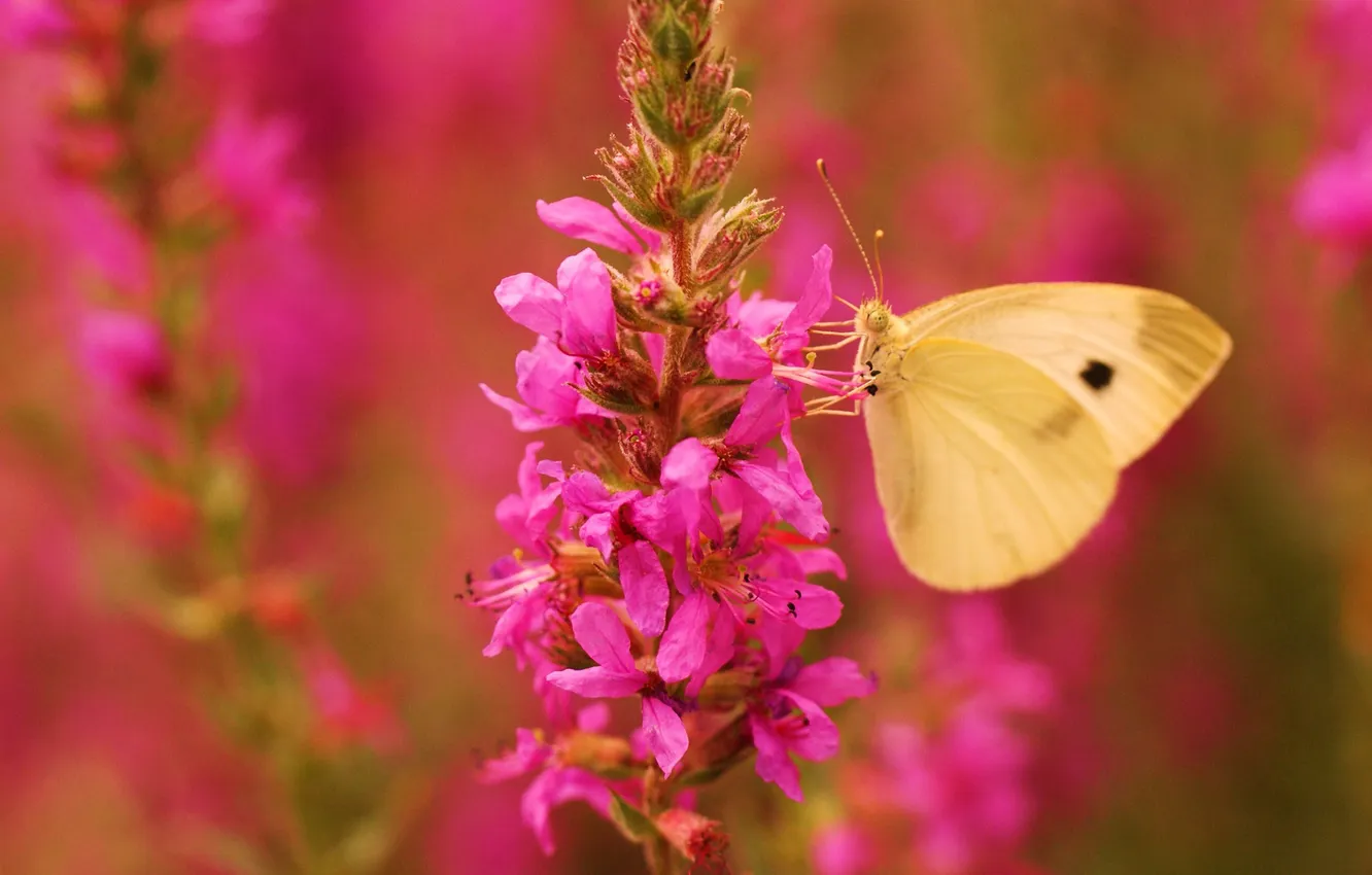 Фото обои цветок, розовый, бабочка, крылья, фокус
