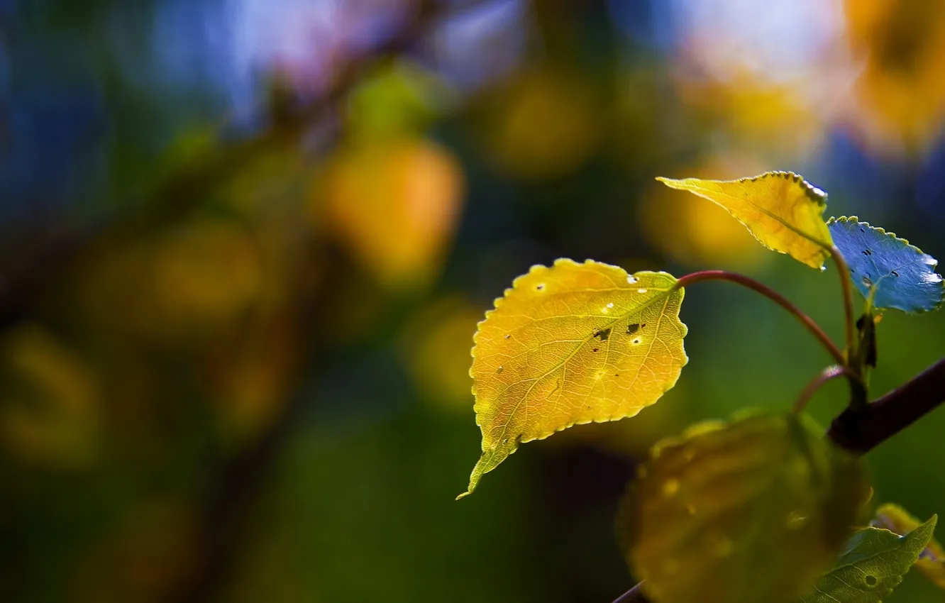 Фото обои осень, листья, цвета, макро, природа, фото, фон, дерево