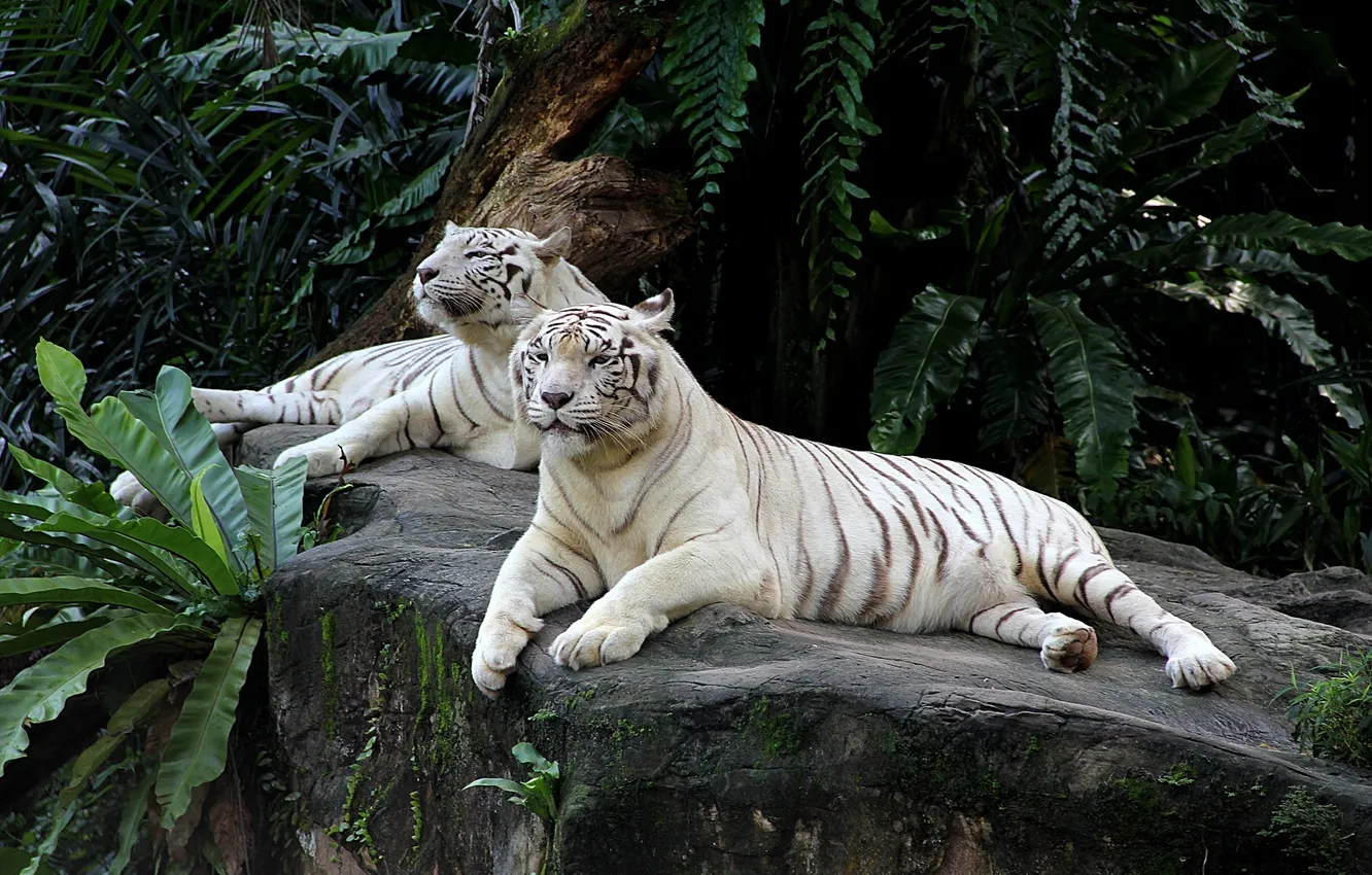 Фото обои животные, пара, тигры