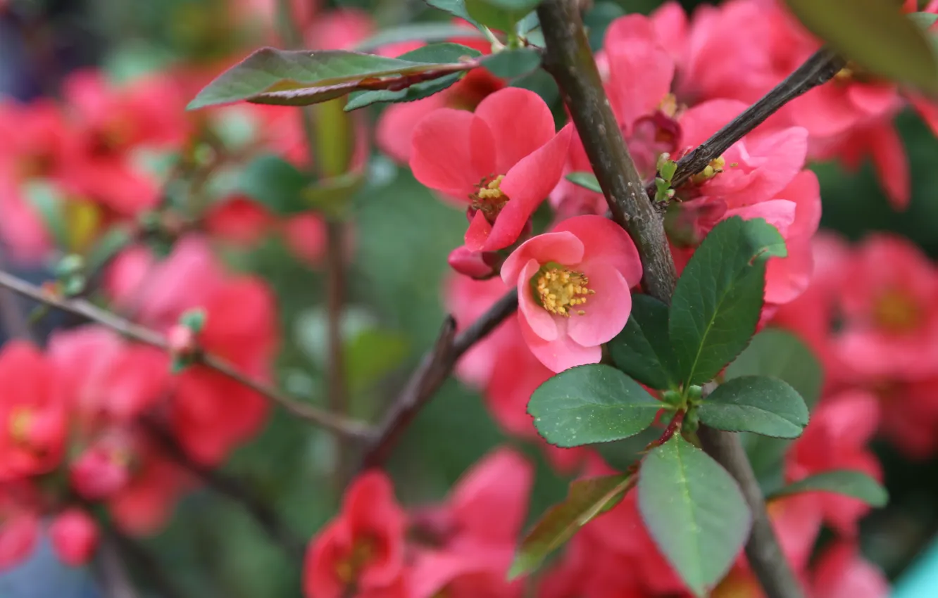 Фото обои природа, розовый, Цветы, сад